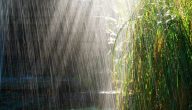 فوائد المطر للانسان والحيوان والنبات