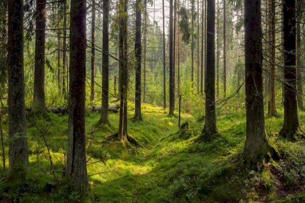 لماذا يجب المحافظة على الغابات