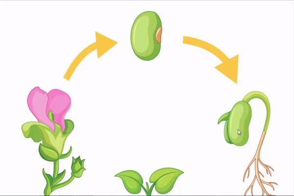 مراحل دورة حياة النبات الزهري