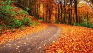كيف تتنفس الأشجار في فصل الخريف
