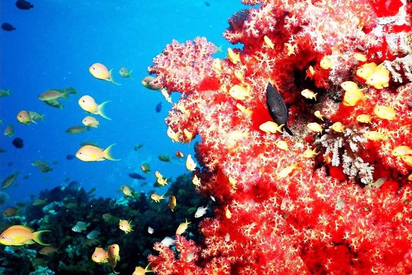 فوائد المرجان البحري
