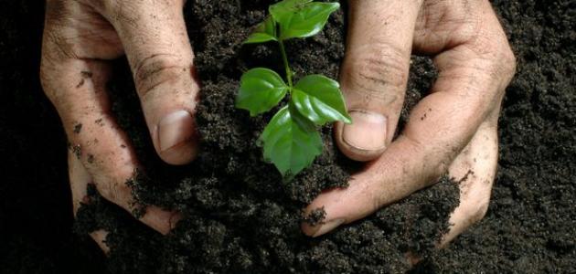 أهمية خصوبة التربة