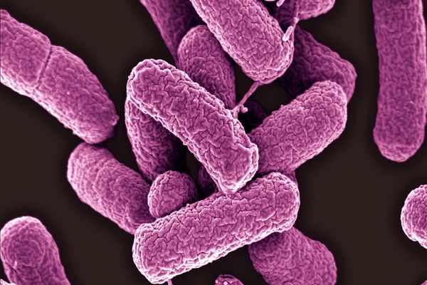 ما هي بكتيريا القولون