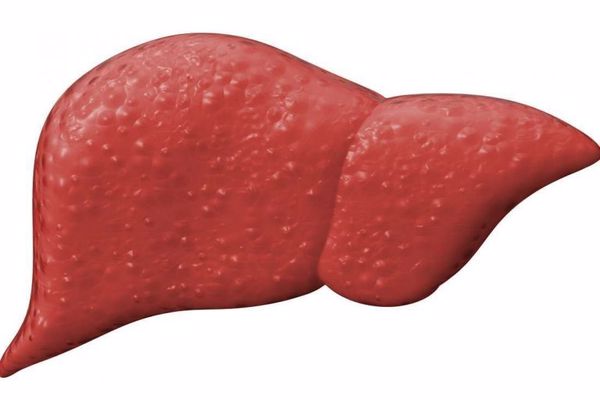 ما هي فوائد الكبد في جسم الانسان