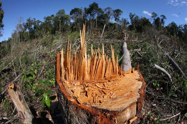 المخاطر التي تتعرض لها الغابات وتأثير ذلك على البيئة